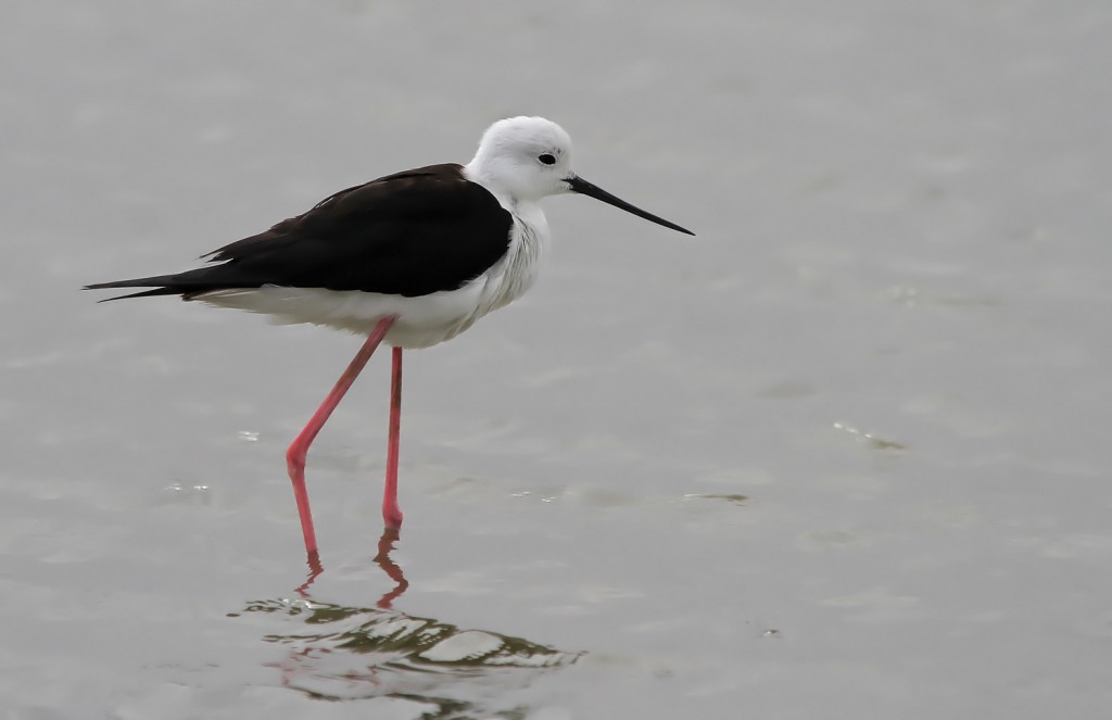 Echasse blanche, salins de Bonanza, Donana