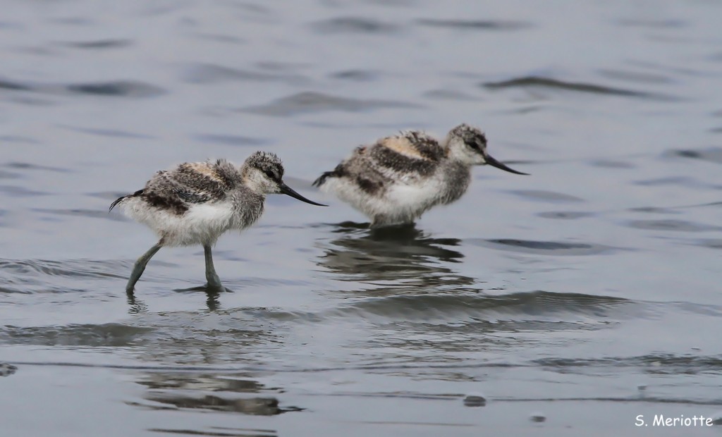 Jeunes Avocettes élégantes, salins de Bonanza, Donana