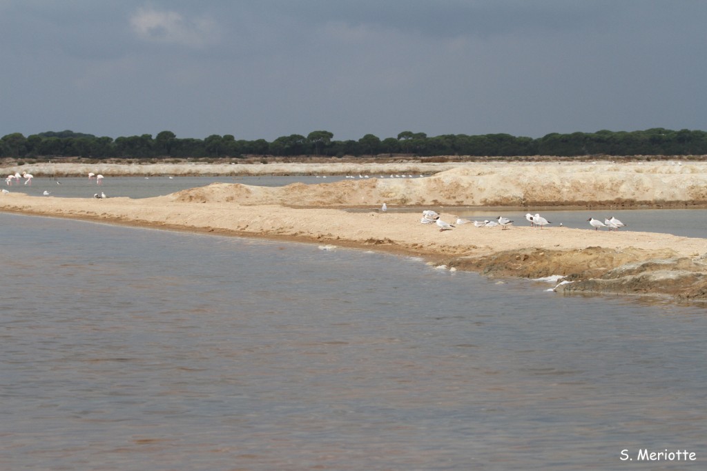 Salins de Bonanza, Donana