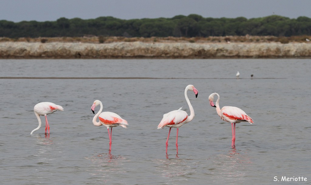 Flamants roses, salins de Bonanza, Donana