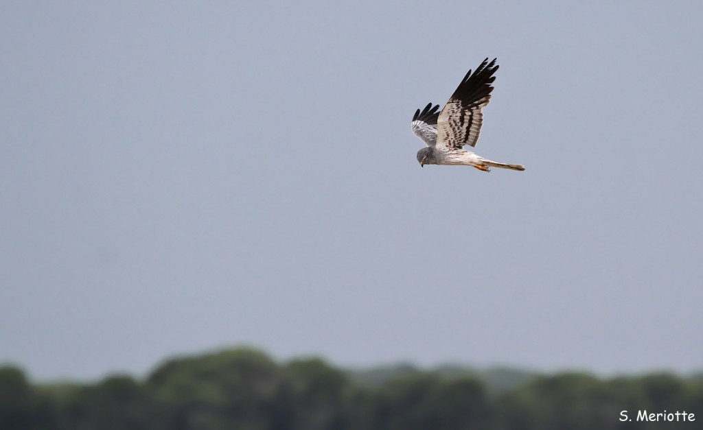 Busard cendré, salins de Bonanza, Donana