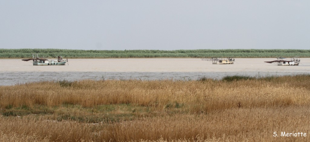 Guadalquivir, Donana