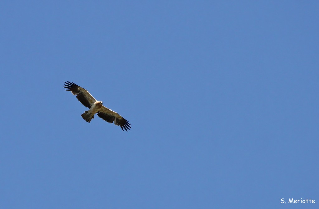 Aigle botté, Lagune de Medina