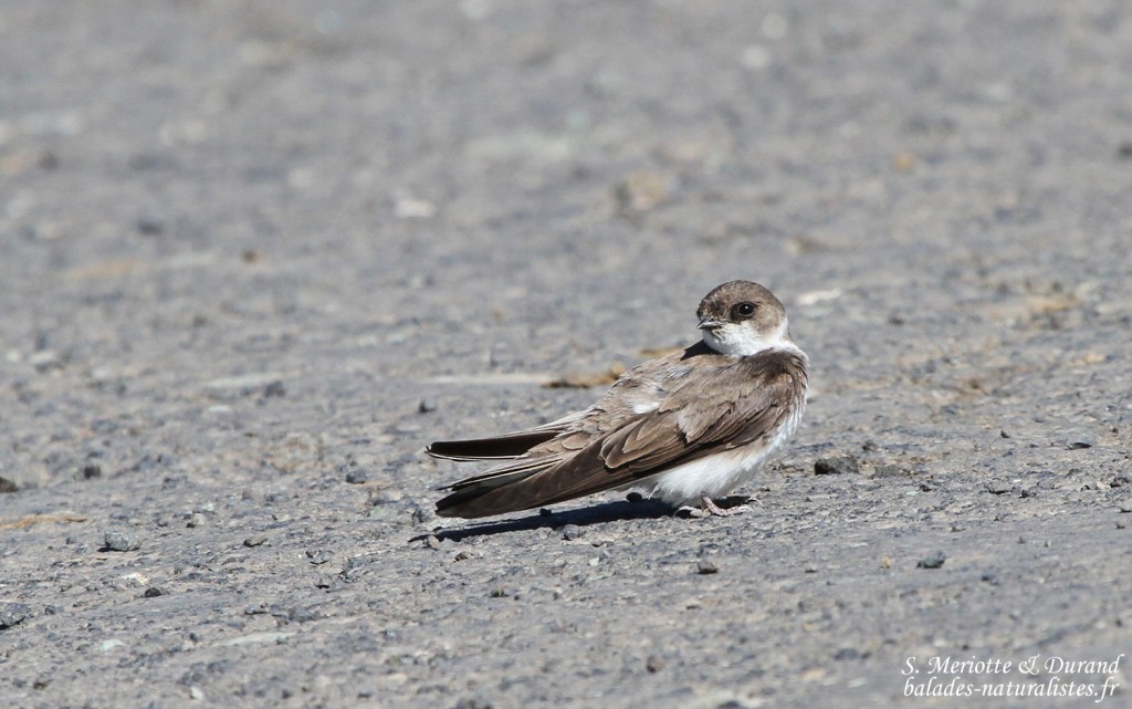 Hirondelle de rivage, Parc national du lac Arpi