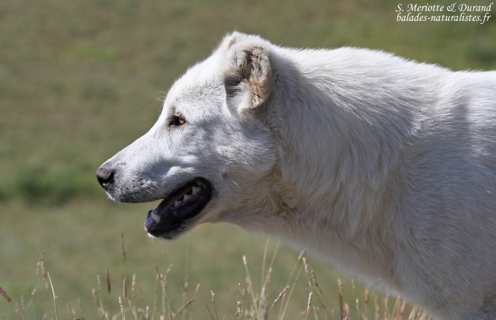 Chien de berger, Parc national du lac Arpi
