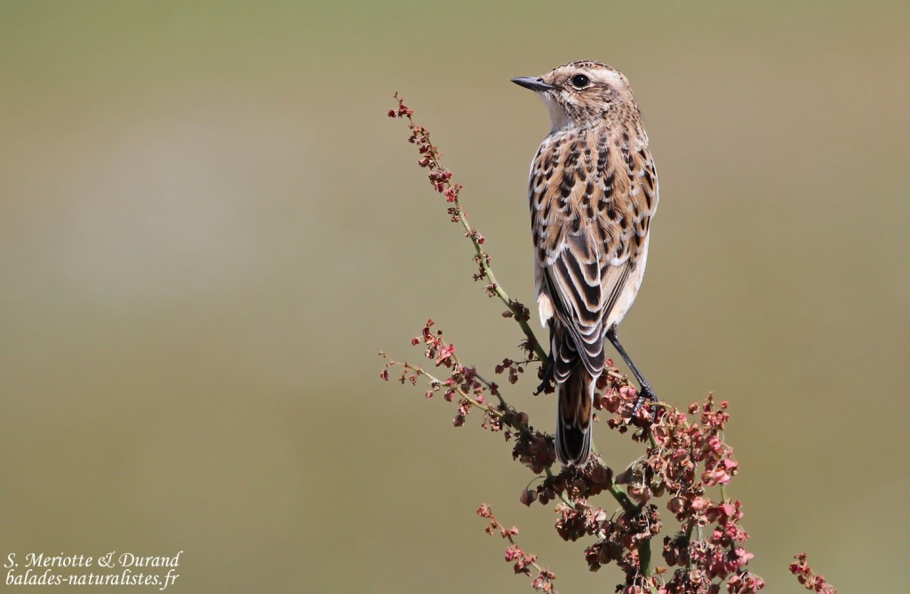 Tarier des prés, Parc national du lac Arpi