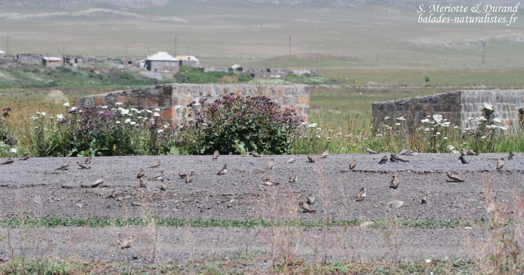 Hirondelles de rivage, Parc national du lac Arpi