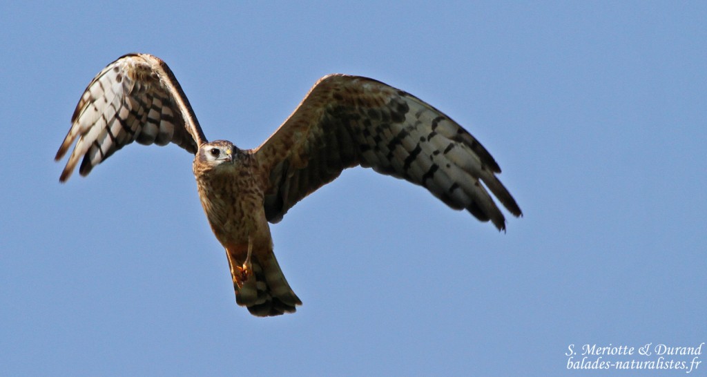Busard cendré, Parc national du lac Arpi