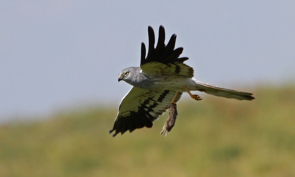 Busard cendré, Parc national du lac Arpi