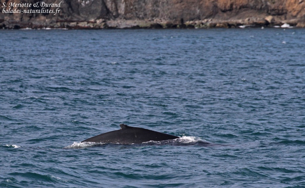 Baleine à bosse, Dalvik, Islande