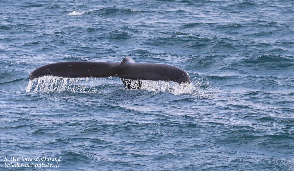 Baleine à bosse, Dalvik, Islande