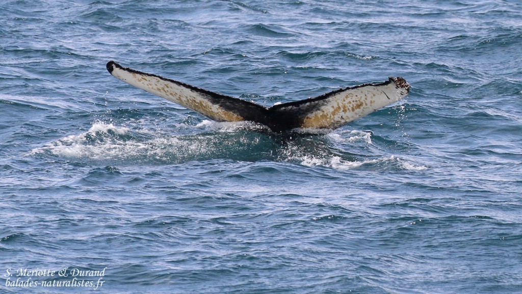 Baleine à bosse, Dalvik, Islande