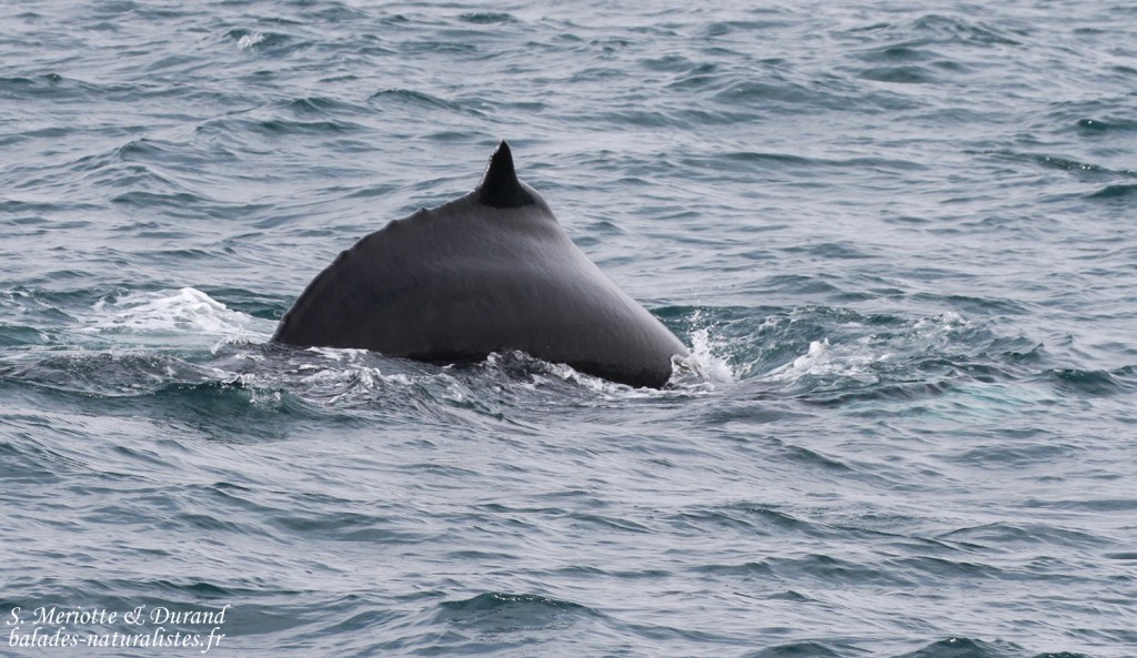 Baleine à bosse, Dalvik, Islande
