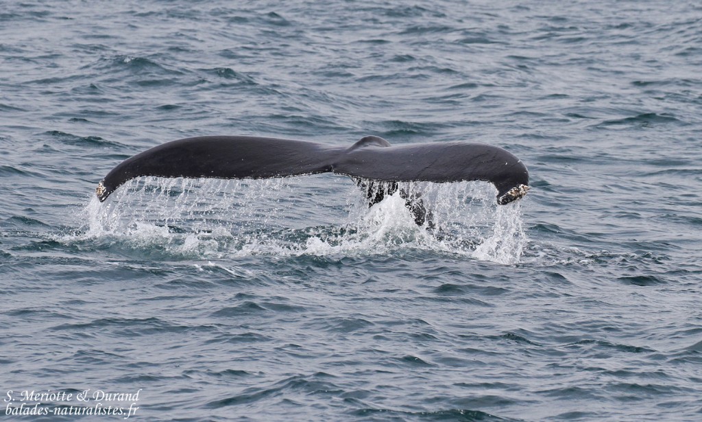 Baleine à bosse, Dalvik, Islande