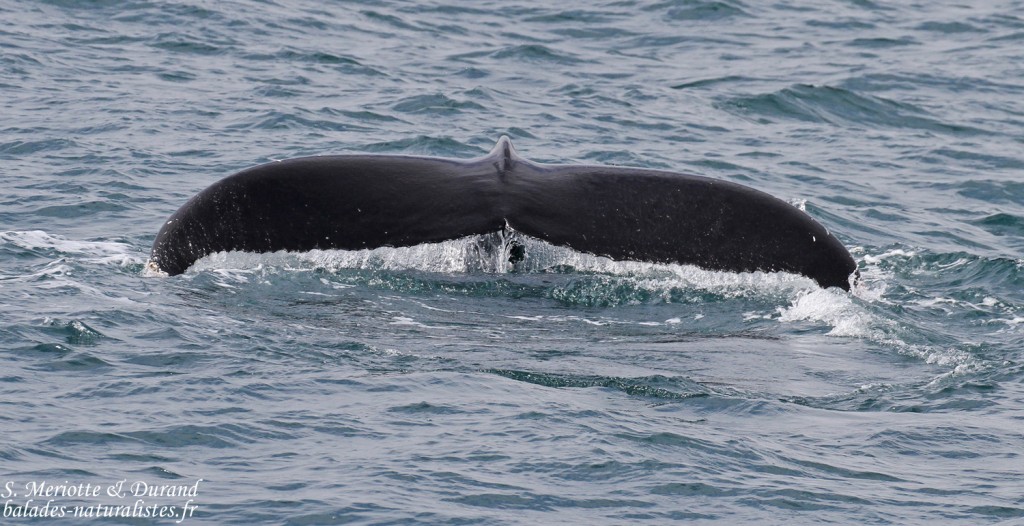 Baleine à bosse, Dalvik, Islande
