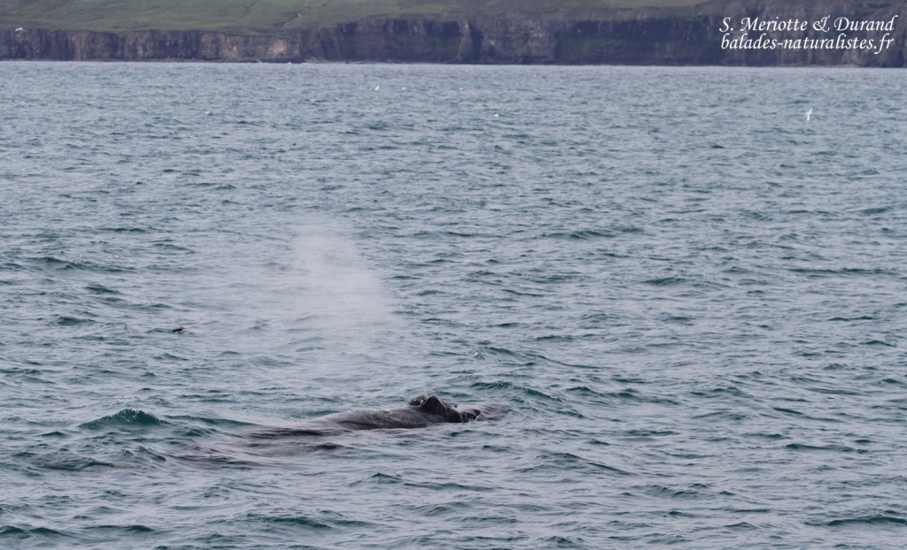 Baleine à bosse, Dalvik, Islande