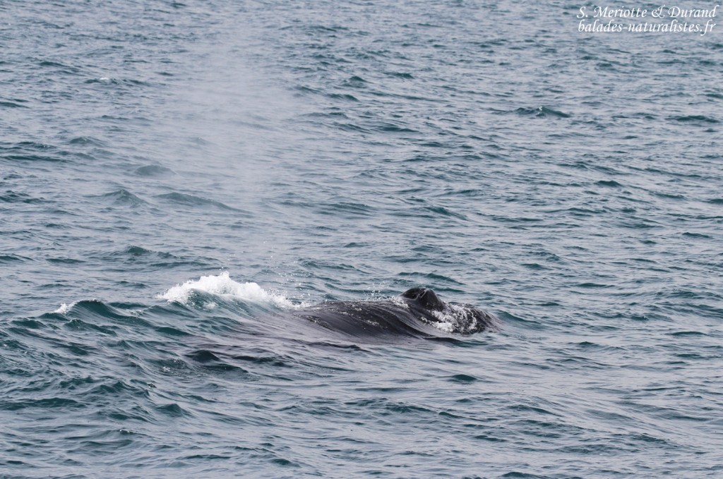 Baleine à bosse, Dalvik, Islande