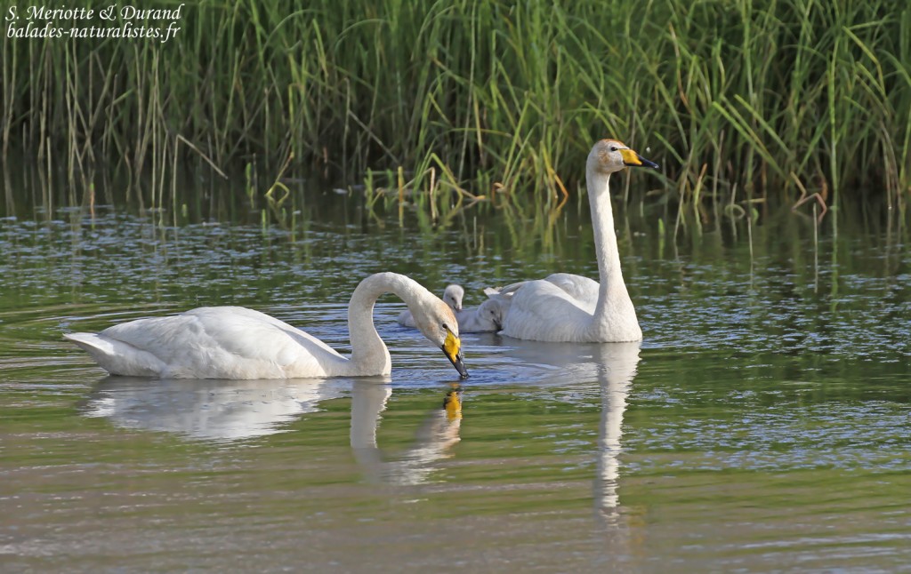 Famille de Cygne chanteur près de Dalvik, Islande