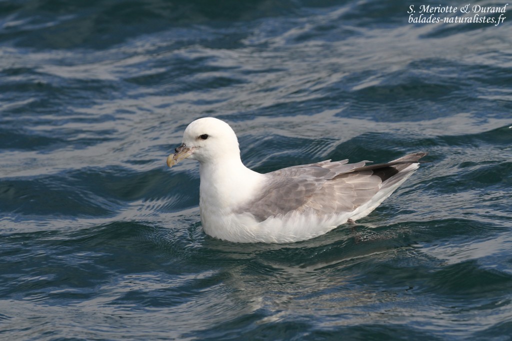Fulmar boréal, Dalvik