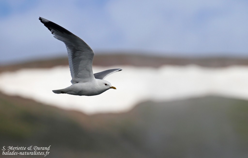 dalvik-islande (14)goeland-cendre