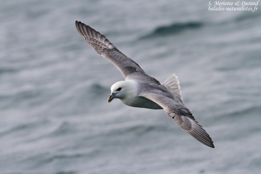 Fulmar boréal, Dalvik