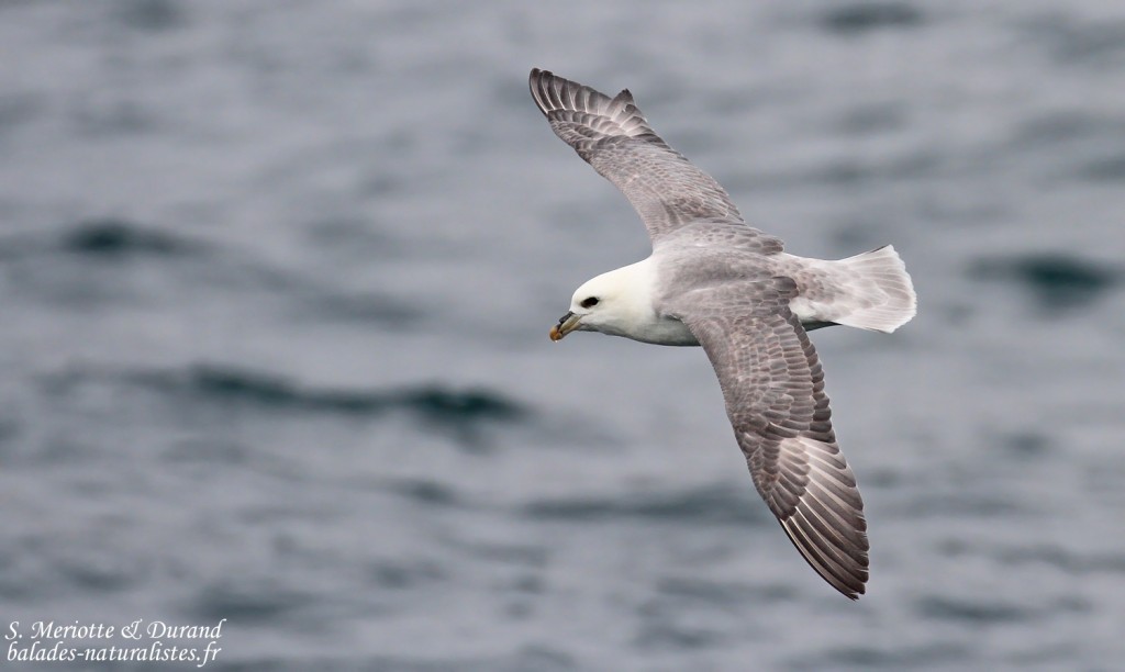 Fulmar boréal, Dalvik