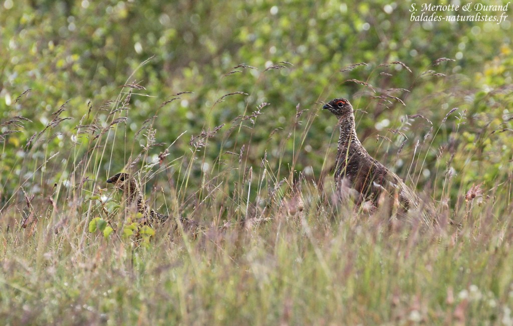 Lagopèdes alpins, Dalvik, Islande