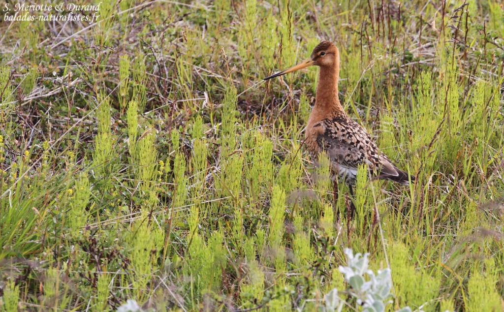 Barge à queue noire, Dalvik, Islande