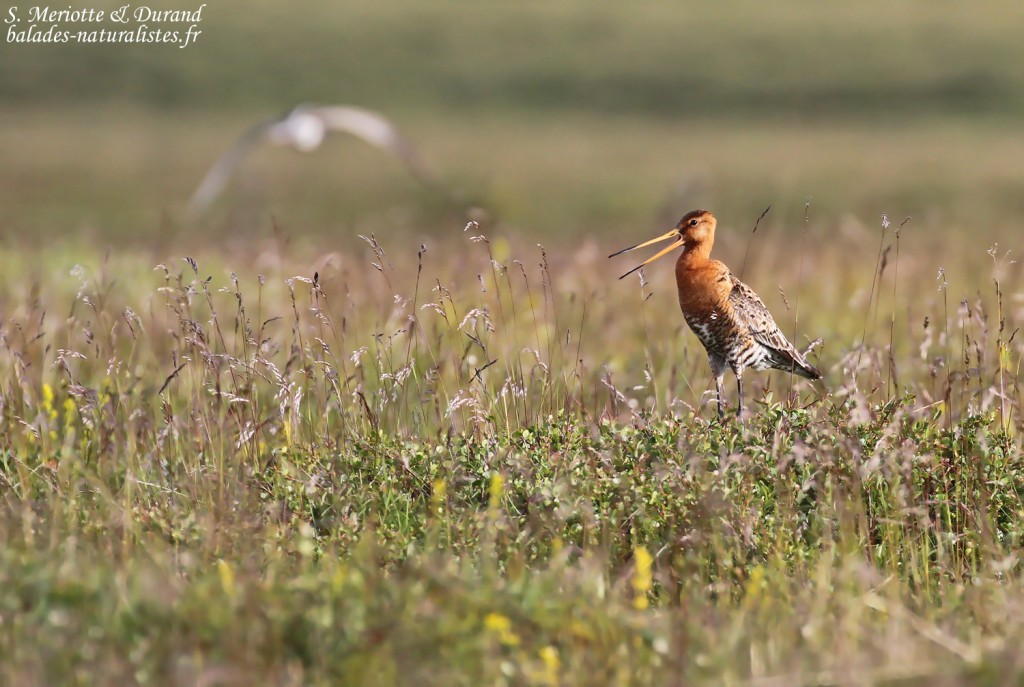 Barge à queue noire, Dalvik, Islande