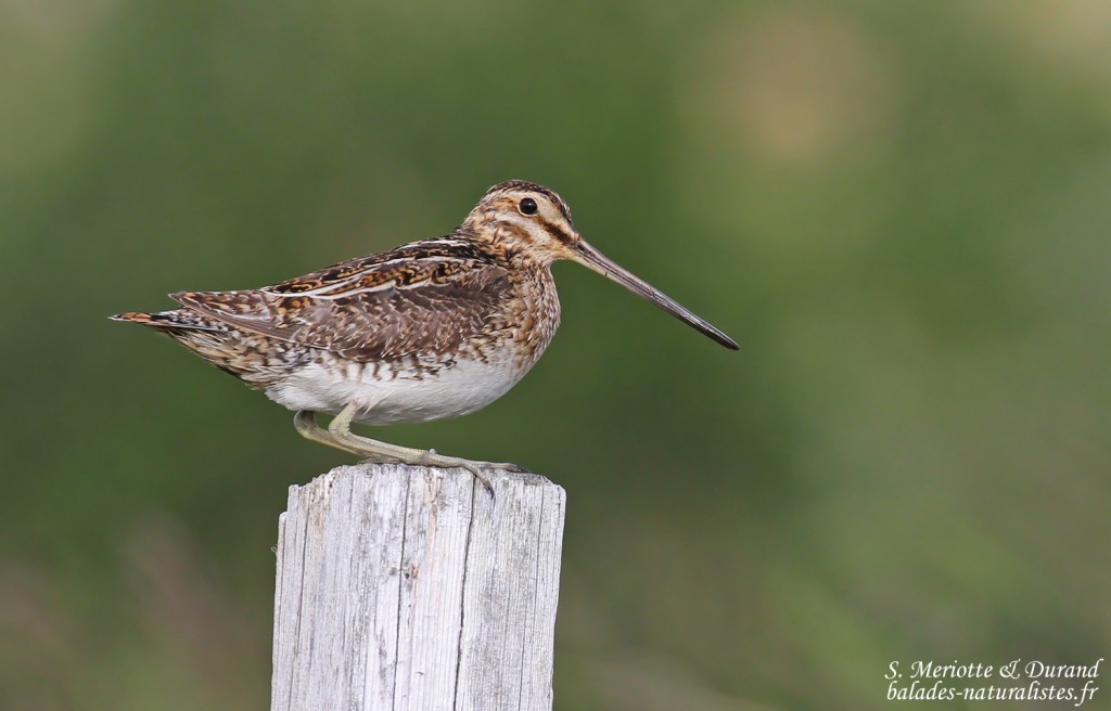 Bécassine des marais, Dalvik, Islande