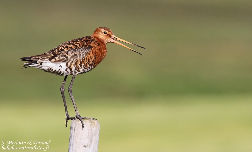 Barge à queue noire, Dalvik, Islande