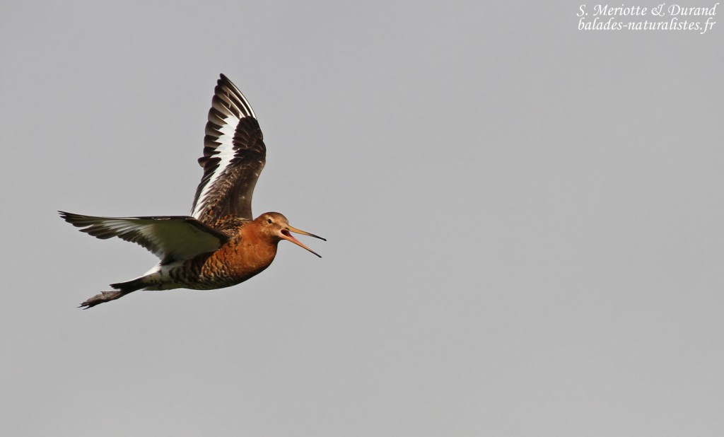 Barge à queue noire, Dalvik, Islande