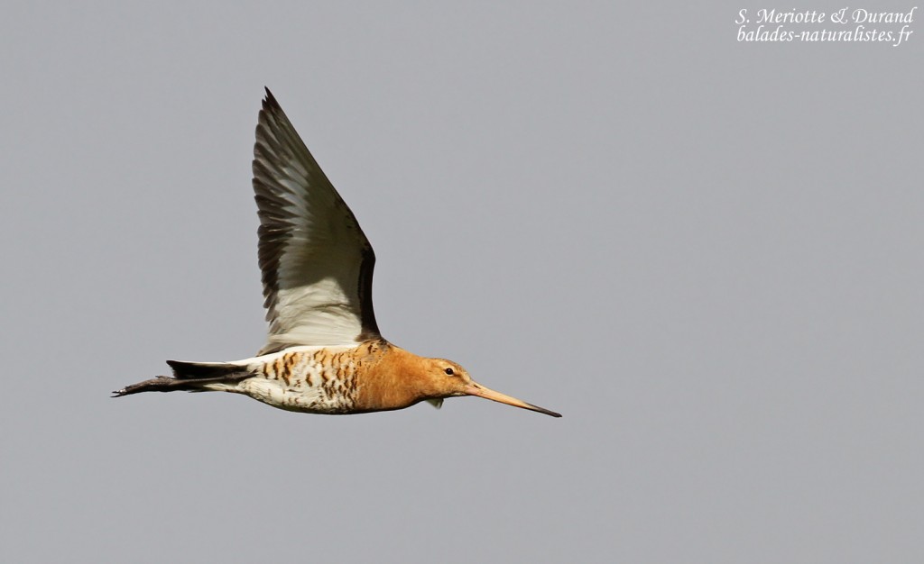 Barge à queue noire, Dalvik, Islande