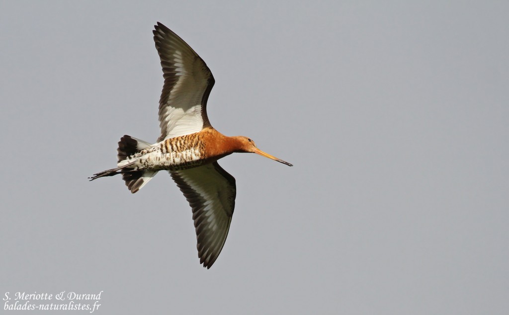Barge à queue noire, Dalvik, Islande