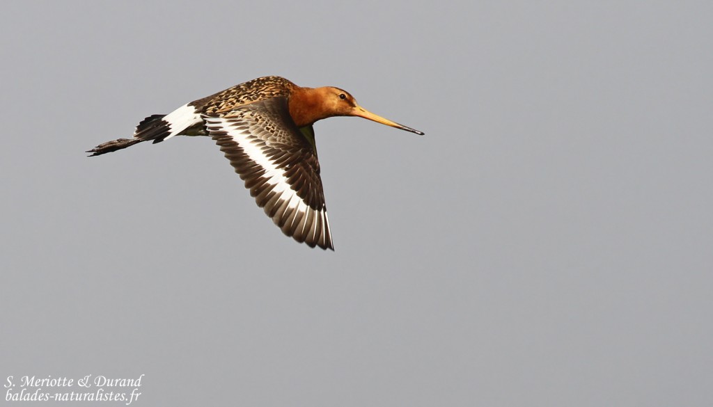 Barge à queue noire, Dalvik, Islande