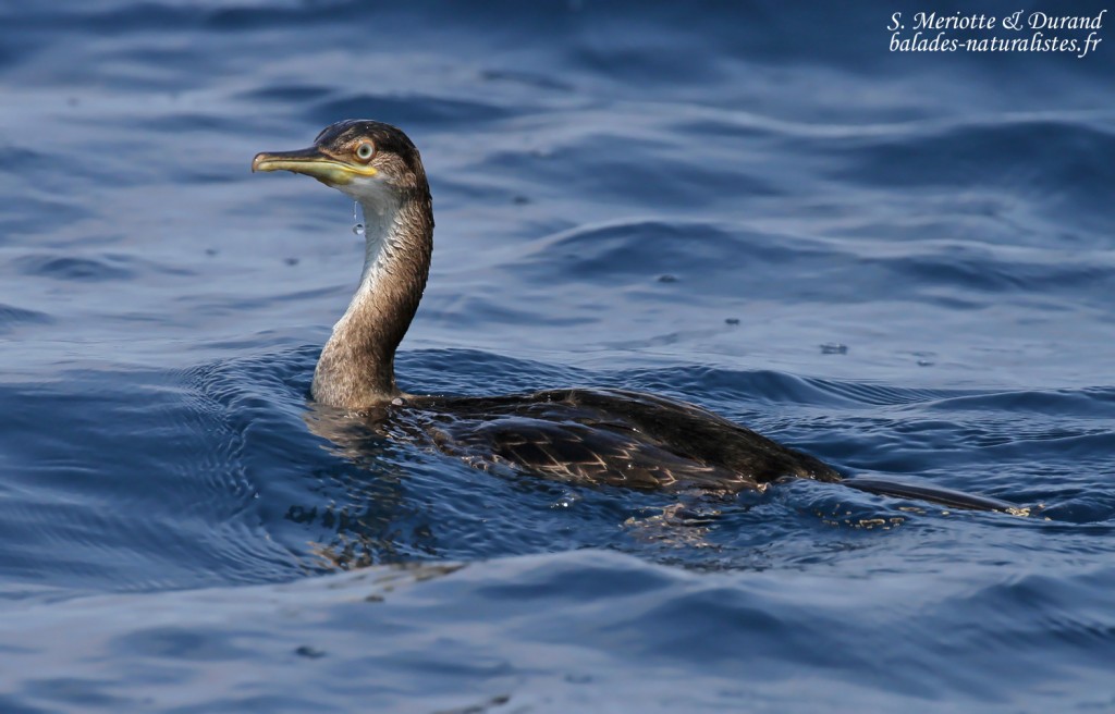 Cormoran huppé de Méditerranée, Côte varoise