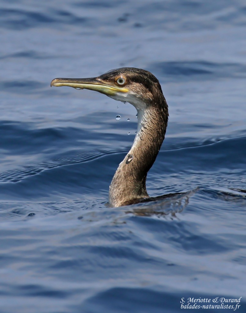 Cormoran huppé de Méditerranée, Côte varoise