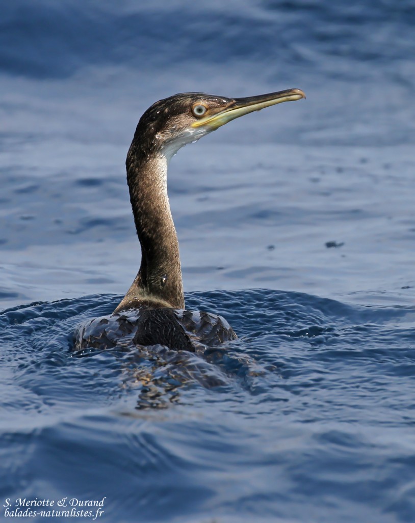 Cormoran huppé de Méditerranée, Côte varoise