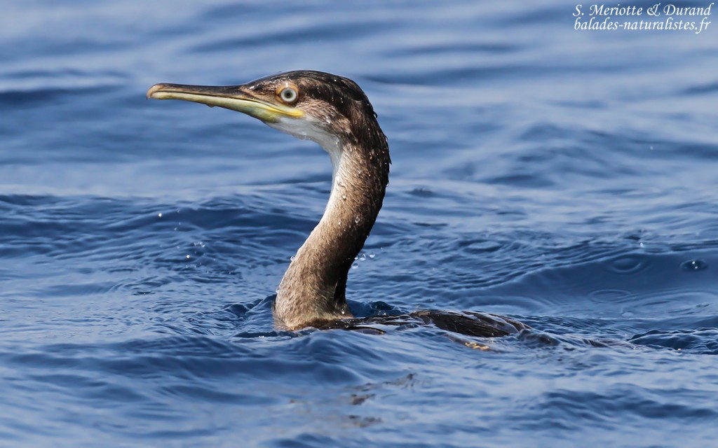 Cormoran huppé de Méditerranée, Côte varoise