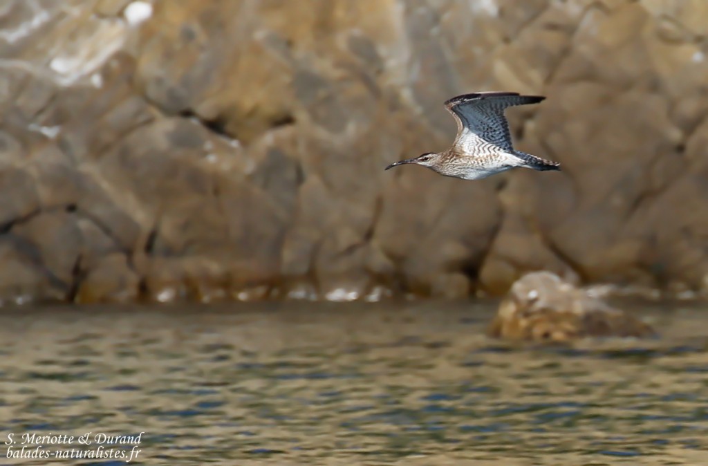 Courlis corlieu, Port-Cros