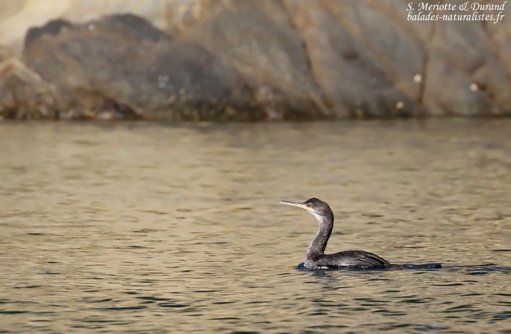 Cormoran huppé de Méditerranée, Port-Cros