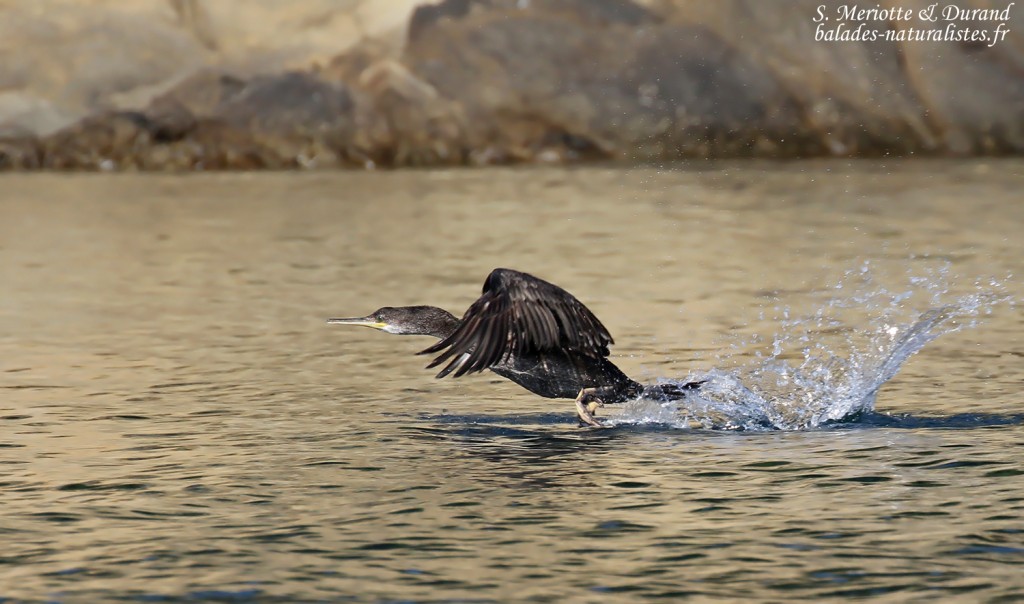 Cormoran huppé de Méditerranée, Port-Cros