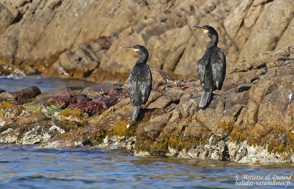 Cormorans huppés de Méditerranée, Port-Cros