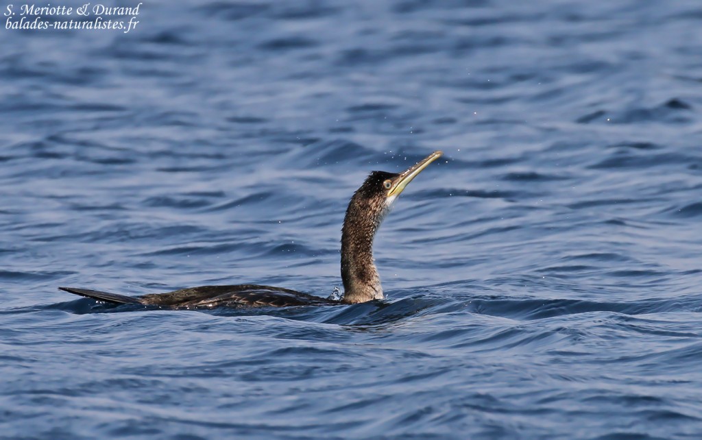 Cormoran huppé de Méditerranée, Côte varoise