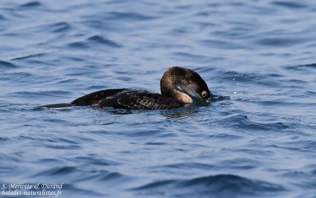 Cormoran huppé de Méditerranée, Côte varoise