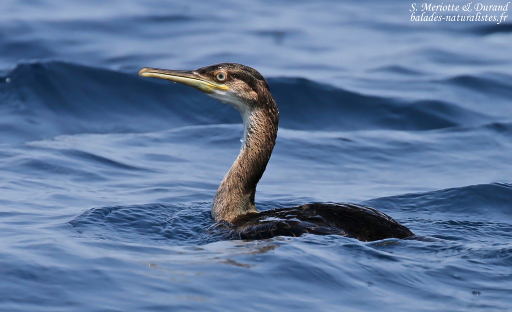Cormoran huppé de Méditerranée, Côte varoise
