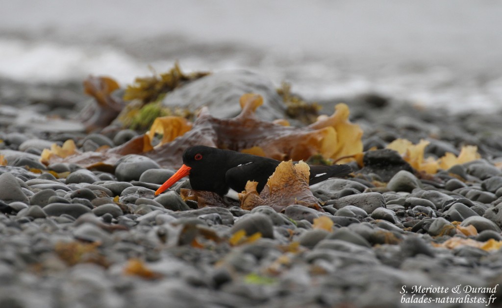 Huîtrier pie, Hrutafjördur, Islande