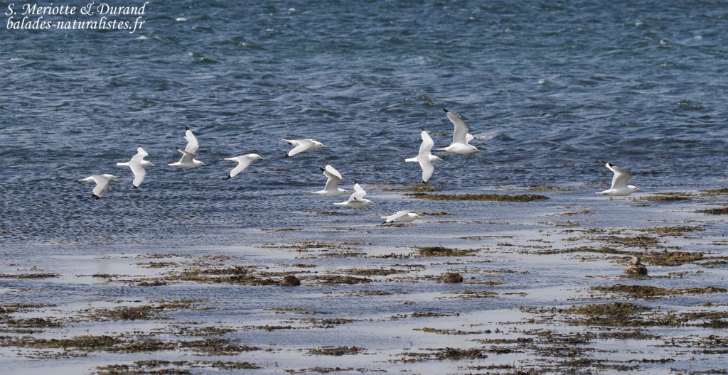 Groupe de Mouettes tridactyles, Phare de Gardur, Islande