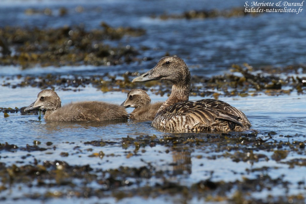 Femelle d'Eider à duvet et ses jeunes, Phare de Gardur, Islande