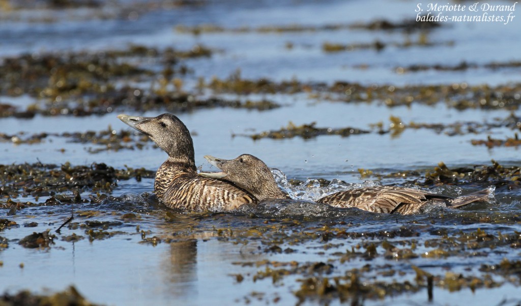 Conflit entre femelle d'eider à duvet, Phare de Gardur, Islande